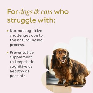 Super Snouts Lion's Roar Powder Brain & Nervous System Supplement for Dogs & Cats, 2.64-oz jar