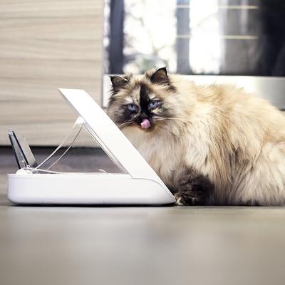 Show full view: SureFeed Feeder Connect Microchip Automatic Dog & Cat Feeder slide 7 of 9