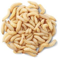 SURMEN LEGACY Waxworms Live Feed Reptile Food, 250 count