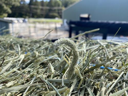 Show full view: Sweet Meadow Farm 1st Cut Timothy Hay Small Pet Food, 9-lb box slide 3 of 10