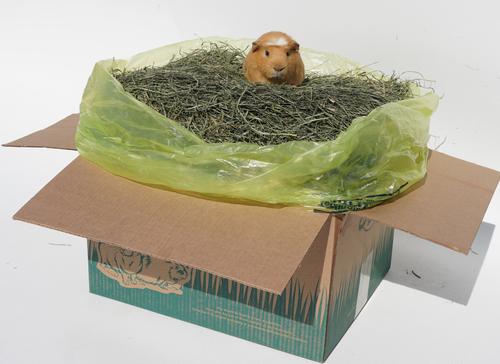 Show full view: Sweet Meadow Farm 1st Cut Timothy Hay Small Pet Food, 9-lb box slide 4 of 10