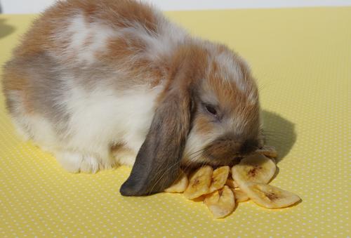 Show full view: Sweet Meadow Farm Banana Chips Small Pet & Bird Treats, 5.75-oz bag slide 4 of 6