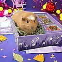 Sweet Meadow Farm Bunny Bento Box Western Timothy, Papaya & Marigold Small Pet Treat, 10-oz box