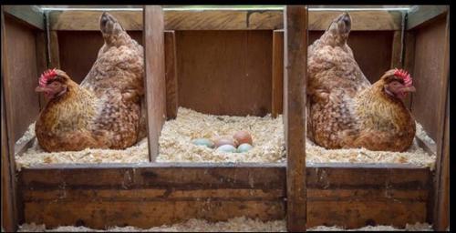 Show full view: Sweet Meadow Farm Hemp Small Pet Bedding, 33-lb bag slide 5 of 5