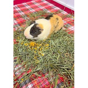 Sweet Meadow Farm Marigold Herb Small Pet Treats, 1.3-oz bag