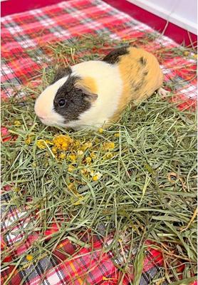 Show full view: Sweet Meadow Farm Marigold Herb Small Pet Treats, 1.3-oz bag slide 6 of 8