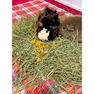 Sweet Meadow Farm Marigold Herb Small Pet Treats, 1.3-oz bag