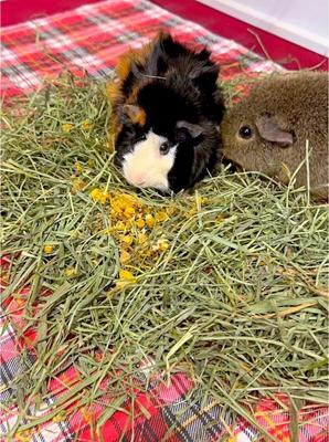 Show full view: Sweet Meadow Farm Marigold Herb Small Pet Treats, 1.3-oz bag slide 5 of 8