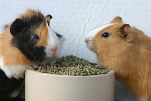 Show full view: Sweet Meadow Farm Premium Timothy Pellets Adult Guinea Pig Food, 40-lb bag slide 4 of 5