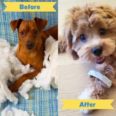 Show full view: Sweet Paws Wearable Puppy Teether Stack Party of 4, Think Pink slide 3 of 10