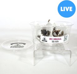 Symton Dubia Roaches Reptile Food, 50 count, Small
