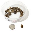 Show in main carousel: Symton Dubia Roaches Reptile Food, 50 count, Small slide 3 of 6