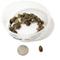 Show in main carousel: Symton Dubia Roaches Reptile Food, 50 count, Small slide 3 of 6