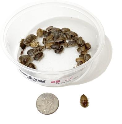 Show full view: Symton Dubia Roaches Reptile Food, 50 count, Small slide 3 of 6