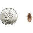 Show in main carousel: Symton Dubia Roaches Reptile Food, 50 count, Small slide 4 of 6