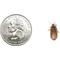 Show in main carousel: Symton Dubia Roaches Reptile Food, 50 count, Small slide 4 of 6