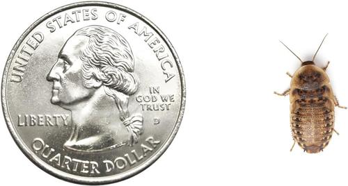 Show full view: Symton Dubia Roaches Reptile Food, 50 count, Small slide 4 of 6