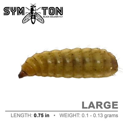Show full view: Symton Large Live Black Soldier Fly Larvae Lizard Food, 500 count slide 4 of 8