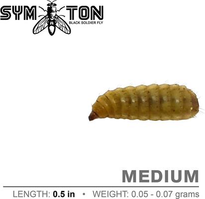 Show full view: Symton Medium Live Black Soldier Fly Larvae Lizard Food, 2,000 count slide 4 of 8
