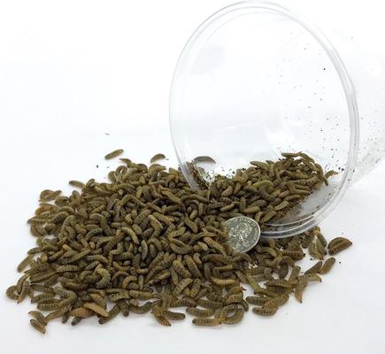 Show full view: Symton Medium Live Black Soldier Fly Larvae Lizard Food, 2,000 count slide 7 of 8