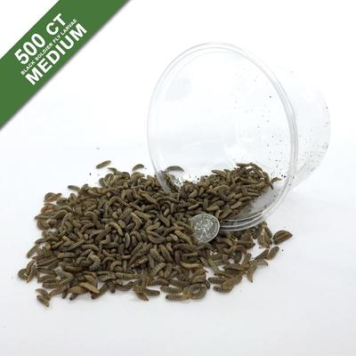 Show full view: Symton Medium Live Black Soldier Fly Larvae Lizard Food, 500 count slide 5 of 9
