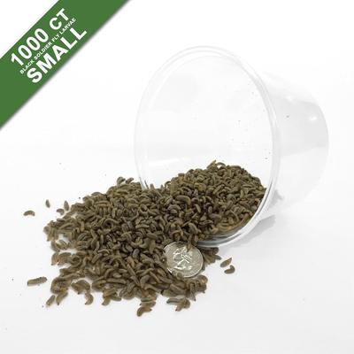 Show full view: Symton Small Live Black Soldier Fly Larvae Lizard Food, 1,000 count slide 7 of 9