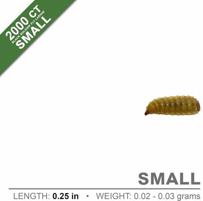 Show full view: Symton Small Live Black Soldier Fly Larvae Lizard Food, 2,000 count slide 5 of 9
