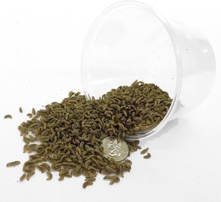 Show full view: Symton Small Live Black Soldier Fly Larvae Lizard Food, 5,000 count slide 5 of 6