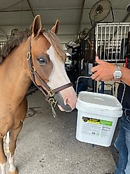 SynNutra Equine GastroChill Horse Supplement, 30 Servings slide 2 of 4