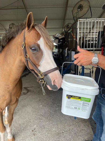 SynNutra Equine GastroChill Horse Supplement