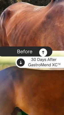 Show full view: SynNutra Equine GastroMend XC Horse Supplement, 60 Servings slide 3 of 5