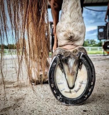 Show full view: SynNutra Equine SynoStride Joint & Hoof Supplement Horse Supplement, 30 Servings slide 2 of 8