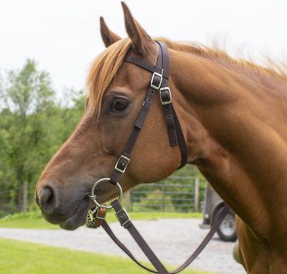 Show full view: Tahoe Tack Double Layered Nylon Western Horse Headstall & Reins, Full slide 3 of 4