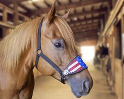 Tahoe Tack Patriotic Hand-Painted American Flag Crystals Bronc Horse Halter, Full  slide 2 of 3