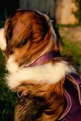 Tails & Trails Elderberry Trail Dog Collar, Purple, Large: 16-in neck, 1-in wide slide 2 of 2