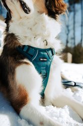 Tails & Trails Evergreen Adventure No-Pull Dog Harness, Teal, Large: 22 to 33-in chest slide 2 of 6