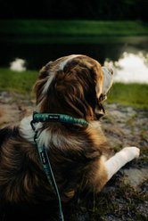 Tails & Trails Forrest Trail Standard Dog Leash, Green, 5-ft long, 1-in wide slide 2 of 3