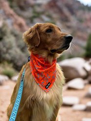 Tails & Trails Reptile Cooling Dog Bandana, Orange slide 2 of 2