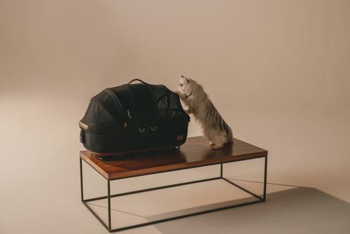 Show full view: Tavo Pets Maeve Flex Dog & Cat Car Seat, Onyx, Medium slide 8 of 11