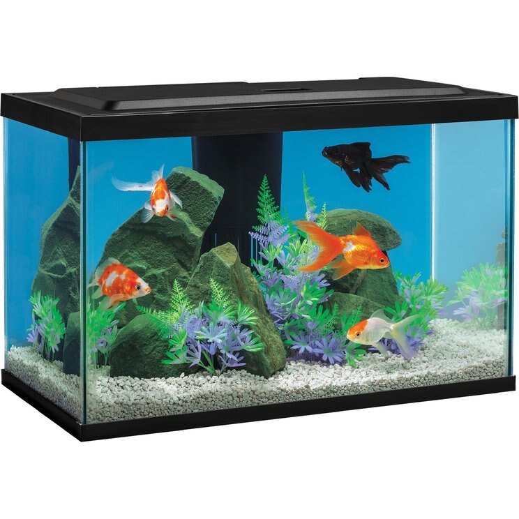 Picture of Goldfish Tank (Free Shipping) | Chewy