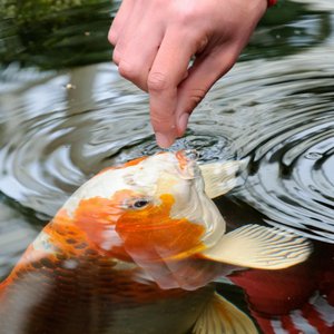 Tetra Pond Koi Vibrance Color Enhancing Sticks Koi & Goldfish Food, 16.5-lb box