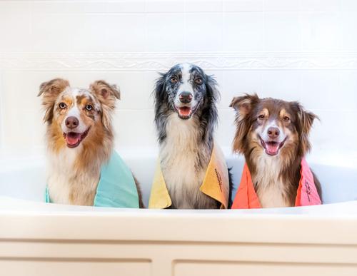 Show full view: The Absorber MAX Pet Towel, Aqua slide 3 of 4