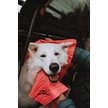 Show in main carousel: The Absorber XX-Large Pet Towel, Biscuit slide 4 of 4