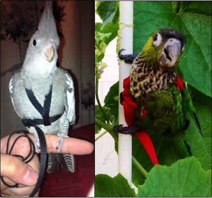 Show full view: The Aviator Bird Harness & Leash, Black, XX-Small slide 6 of 9