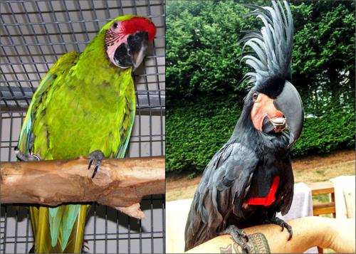 Show full view: The Aviator Bird Harness & Leash, Silver, X-Large slide 5 of 8