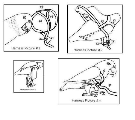 Show full view: The Aviator Bird Harness & Leash, Silver, X-Large slide 6 of 8