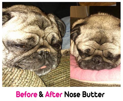 Show full view: The Blissful Dog 3 Cute Puppies Nose Butter, 0.15-fl oz tube slide 5 of 7