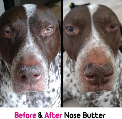 Show full view: The Blissful Dog 3 Cute Puppies Nose Butter, 4-fl oz tin slide 4 of 6