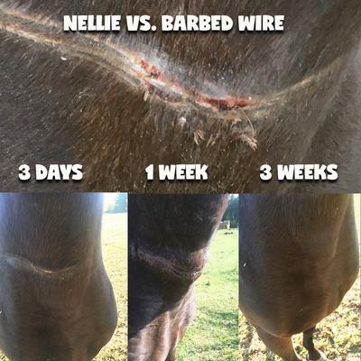 Show full view: The Blissful Dog Boo Boo Butter Horse Skin Balm, 2.25-oz tube slide 6 of 7