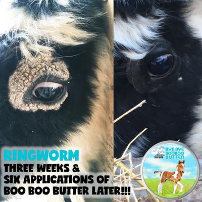 Show full view: The Blissful Dog Boo Boo Butter Horse Skin Balm, 4-oz tin slide 6 of 7